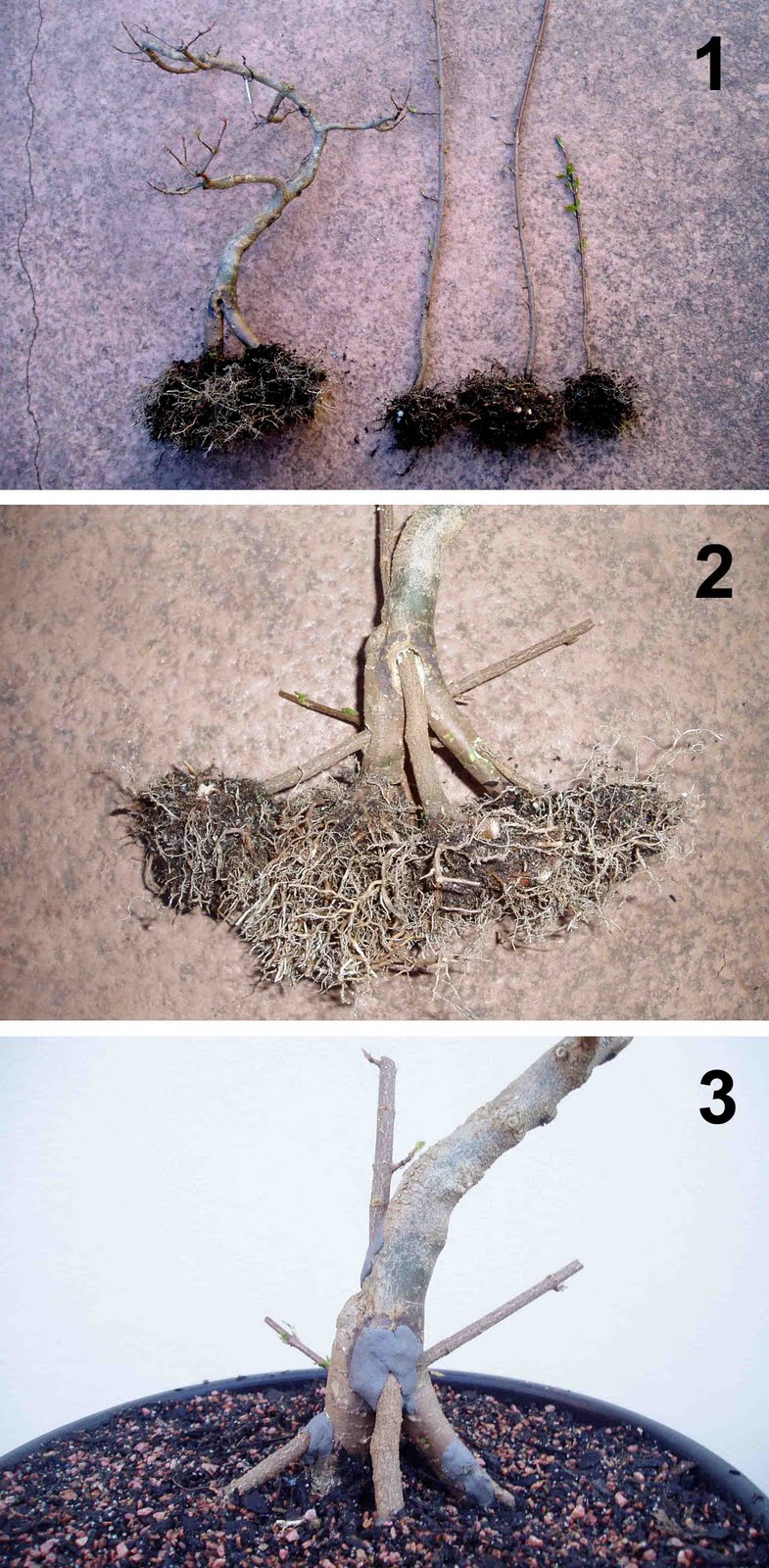 Bonsai Skosh Root graft Trident Maple