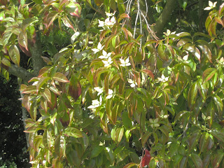 The British Gardener The Tropical Years Damn Good Plants
