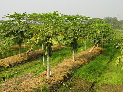 Pokok Betik