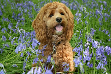 Sitting amongst the Bluebells