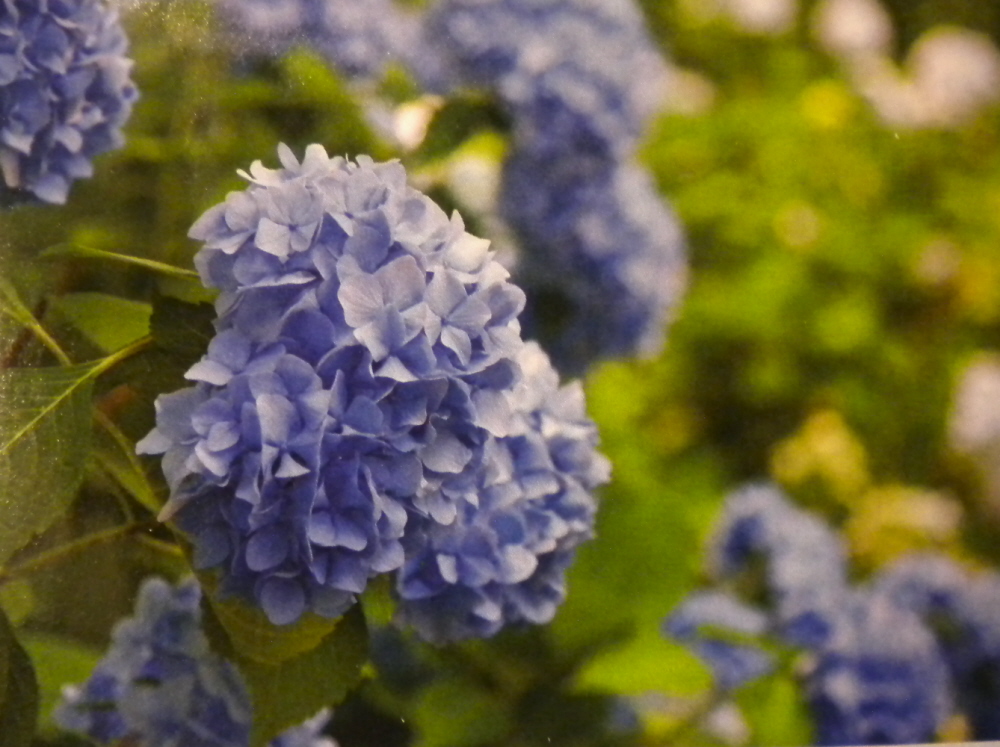 Hydrangea Macrophylla Portrait Stock Photos Hydrangea