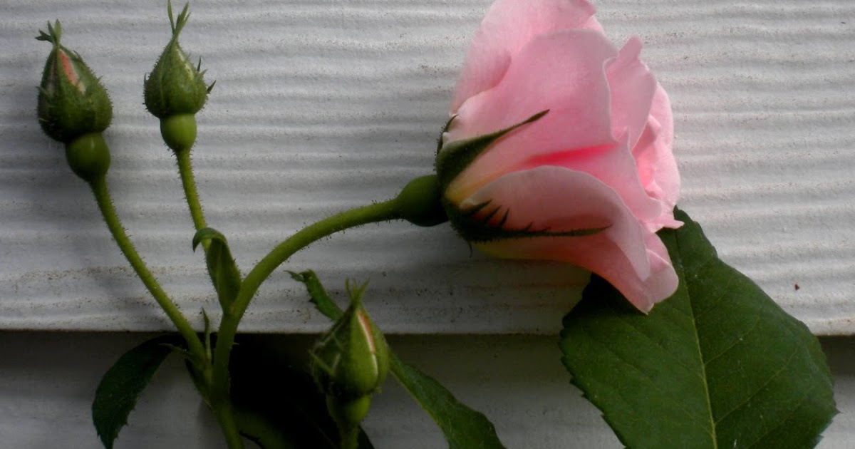 Sherri's Jubilee Roses, Roses Everywhere!