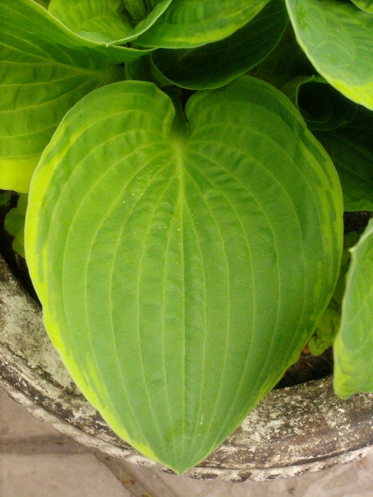 [Heart-shaped+hosta+leaf.jpg]