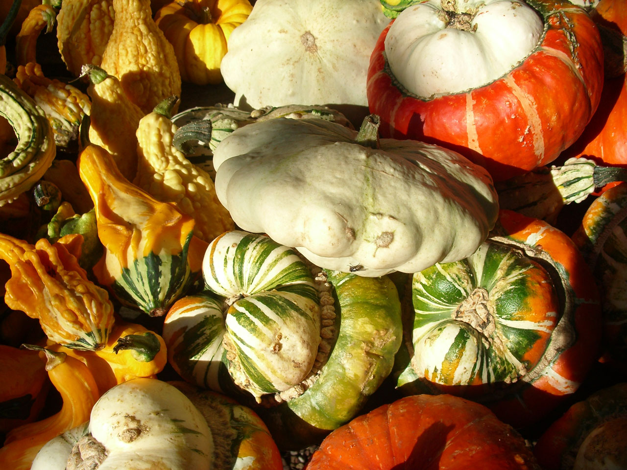 gourds