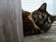 The last member of our feral cat colony