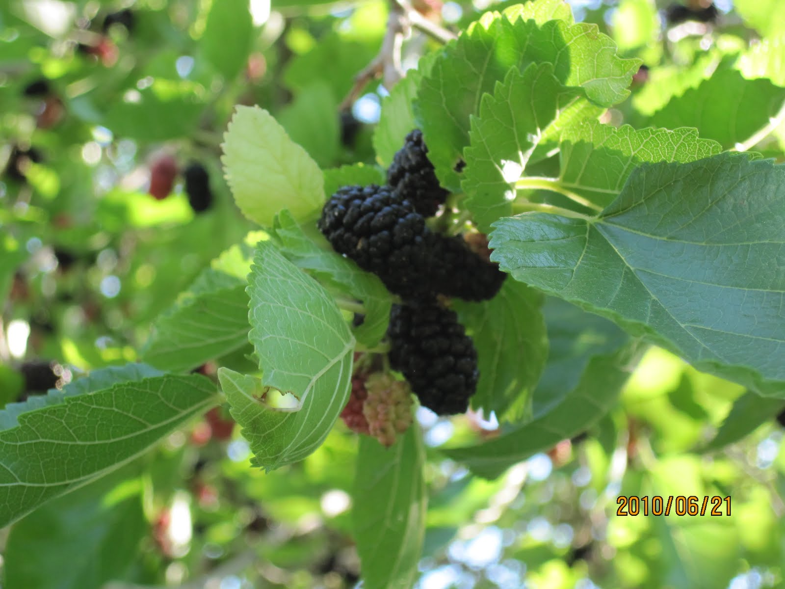 Swift's Gardening Blog Swift Horticultural Enterprises, LLC The