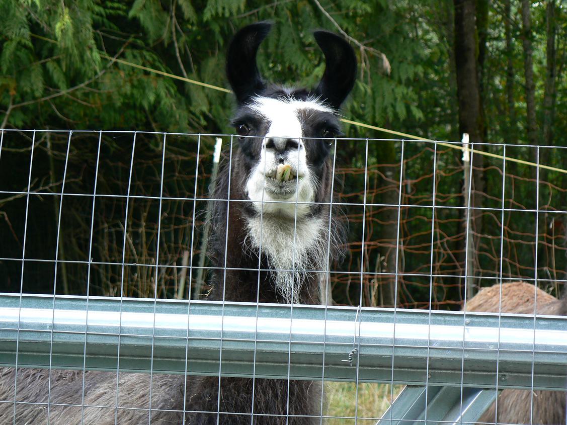 road with the llama farm