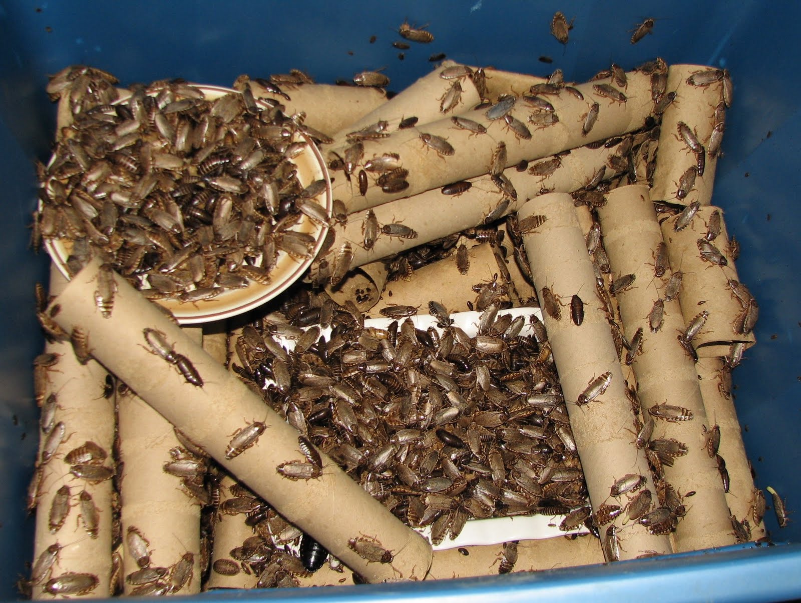 [turkistan roach]