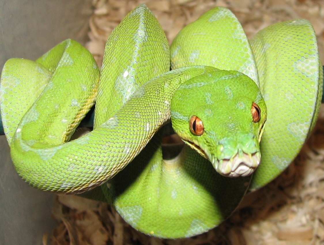 green tree python vs emerald tree boa