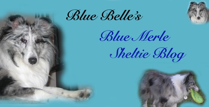 Blue Merle Sheltie