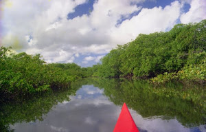 Calm river in the mangroves