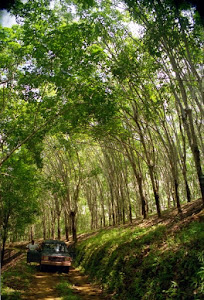 Rubber Tree Forest