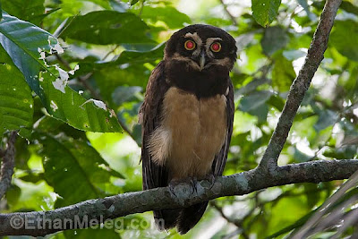 Spectacled_Owl_EMELEG_2431.jpg