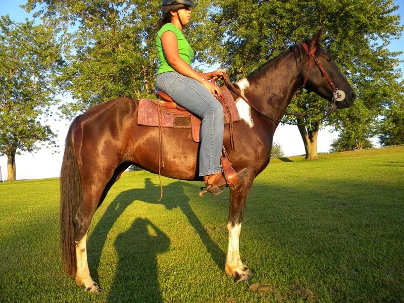 Horses for Sale Registered Tennessee Walker Mare