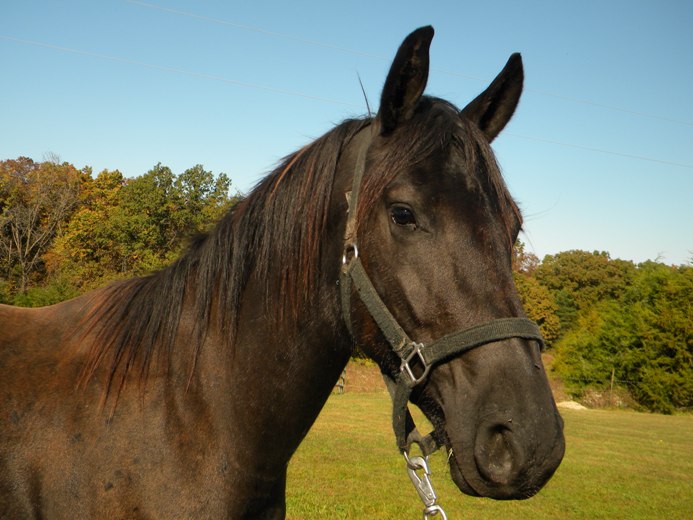 Horses for Sale 3 year old Quarter Horse/ Friesian