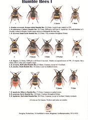 A typical A5 sheet