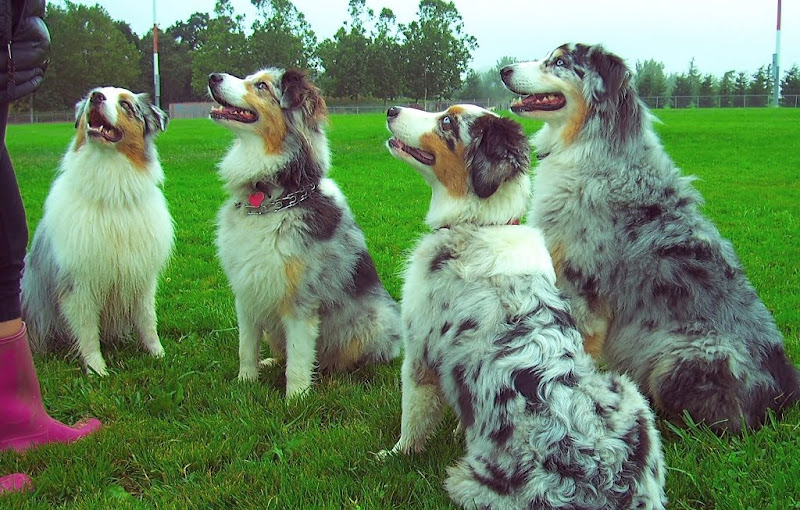 four blue merle australian shepherds, on their best behavior, sitting in a line, looking at a human with treats in hand