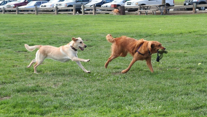 sierra rose with duck toy being chased by just cabana, running to the right