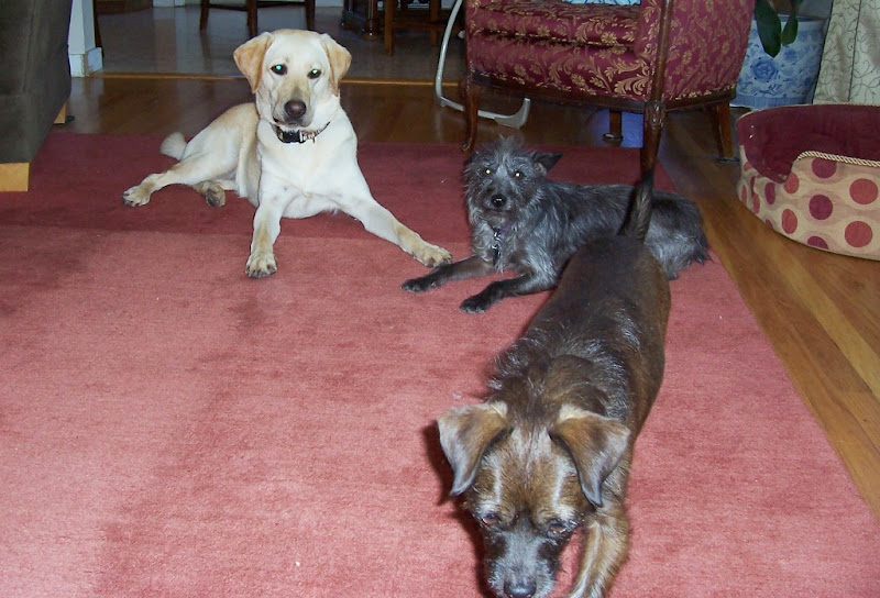 cabana laying on a reddish carpet, with two shaggy chihuahuas nearby