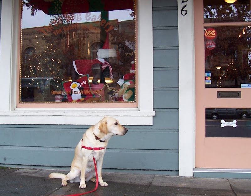 cabana sitting in front of bakery, window is decorated for christmas and you can see christmas merchandise through the window