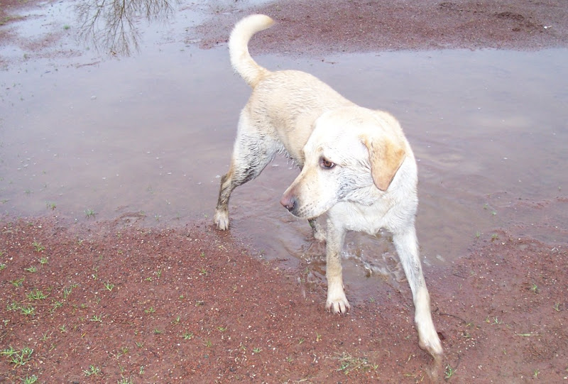 cabana standing at edge of a huge shallow water puddle on reddish dirt, she is still blotchy with mud