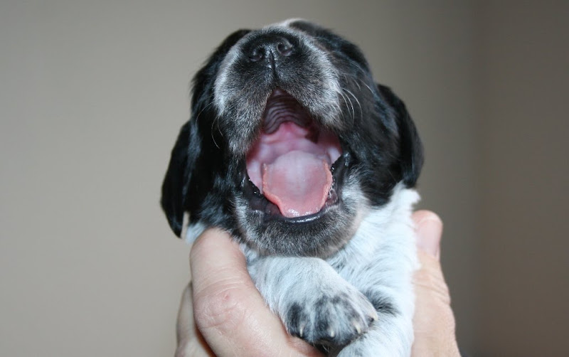 close up of one of the puppies with his mouth wide open in a yawn