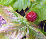 fruits des bois