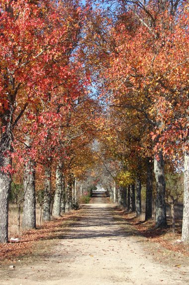 [parque_mealhada.jpg]