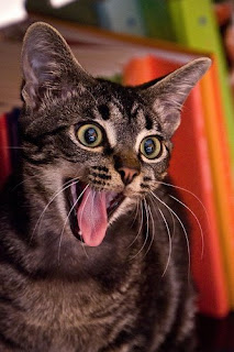 Psycocat.jpg
