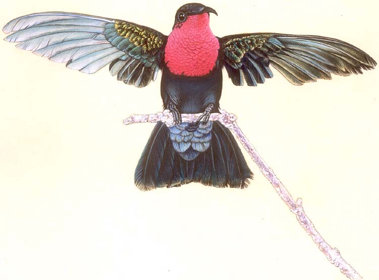 [male_purple_throated_caribbean_hummingbird_fe22.jpg]
