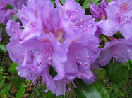 rododendron