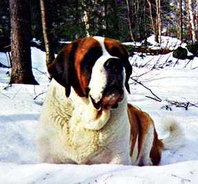 One  of the Saint Bernards in the time-traveller's life.