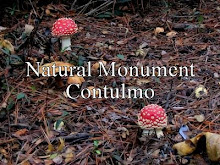 Find out more details of the monument natural contulmo