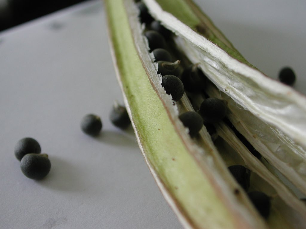 My Balcony Vege Gardening Corner! Saving Okra seeds