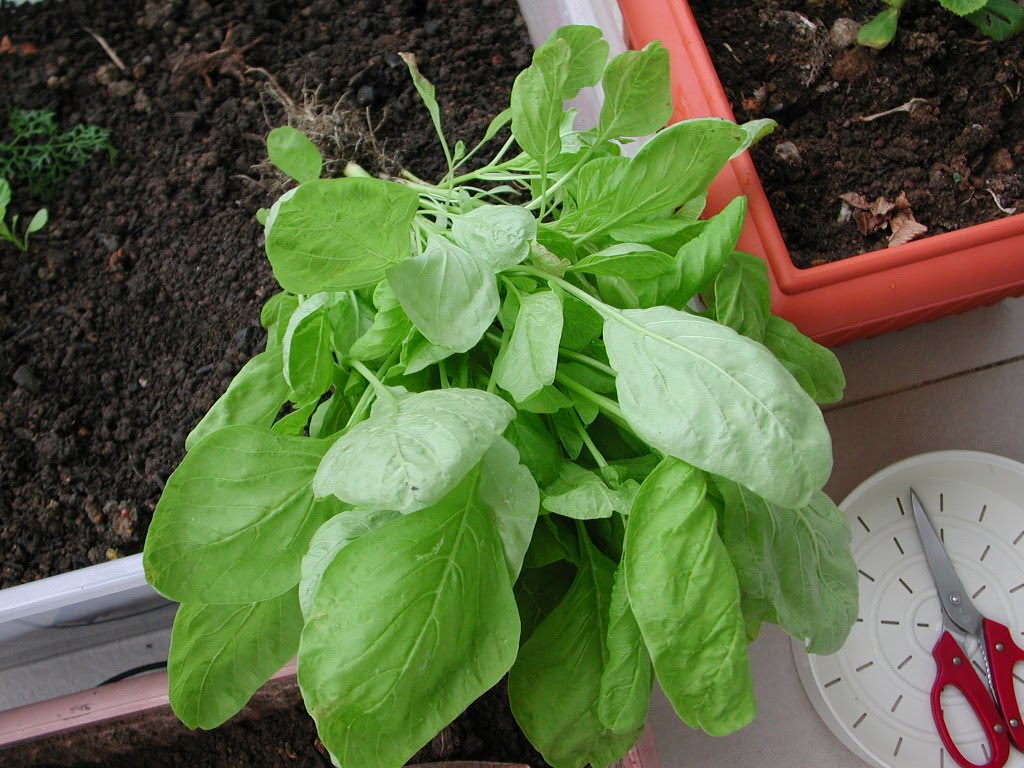 My Balcony Vege Gardening Corner! First Chinese Spinach Harvest
