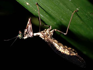 MIS NOTICIAS: INSECTOS (ORDENES)