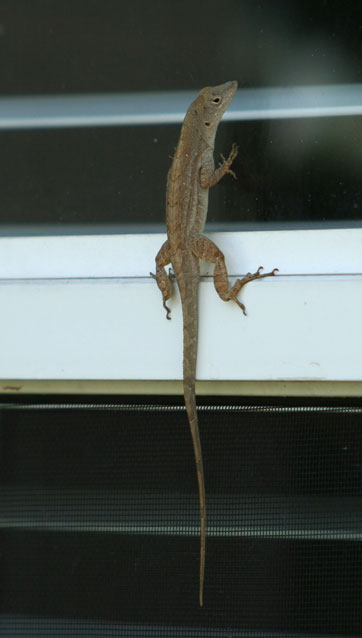 [gecko.jpg]