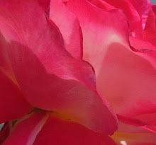 "Rose"  KJ. 7/08