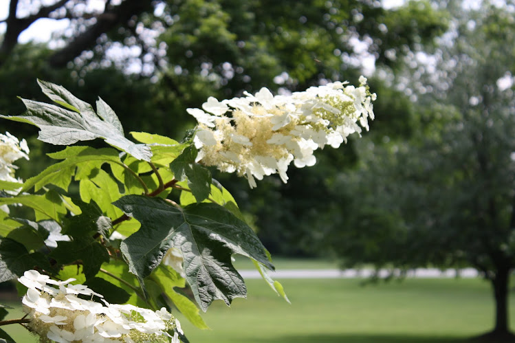 Hydrangea Love