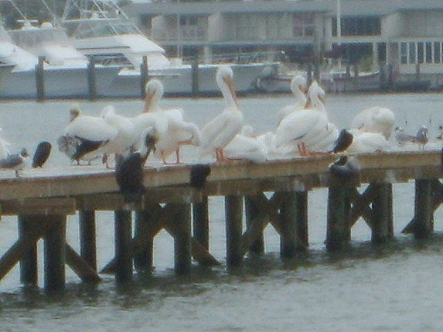[CC+Assorted+Birds+on+Pier+Rockport+5+21809.jpg]