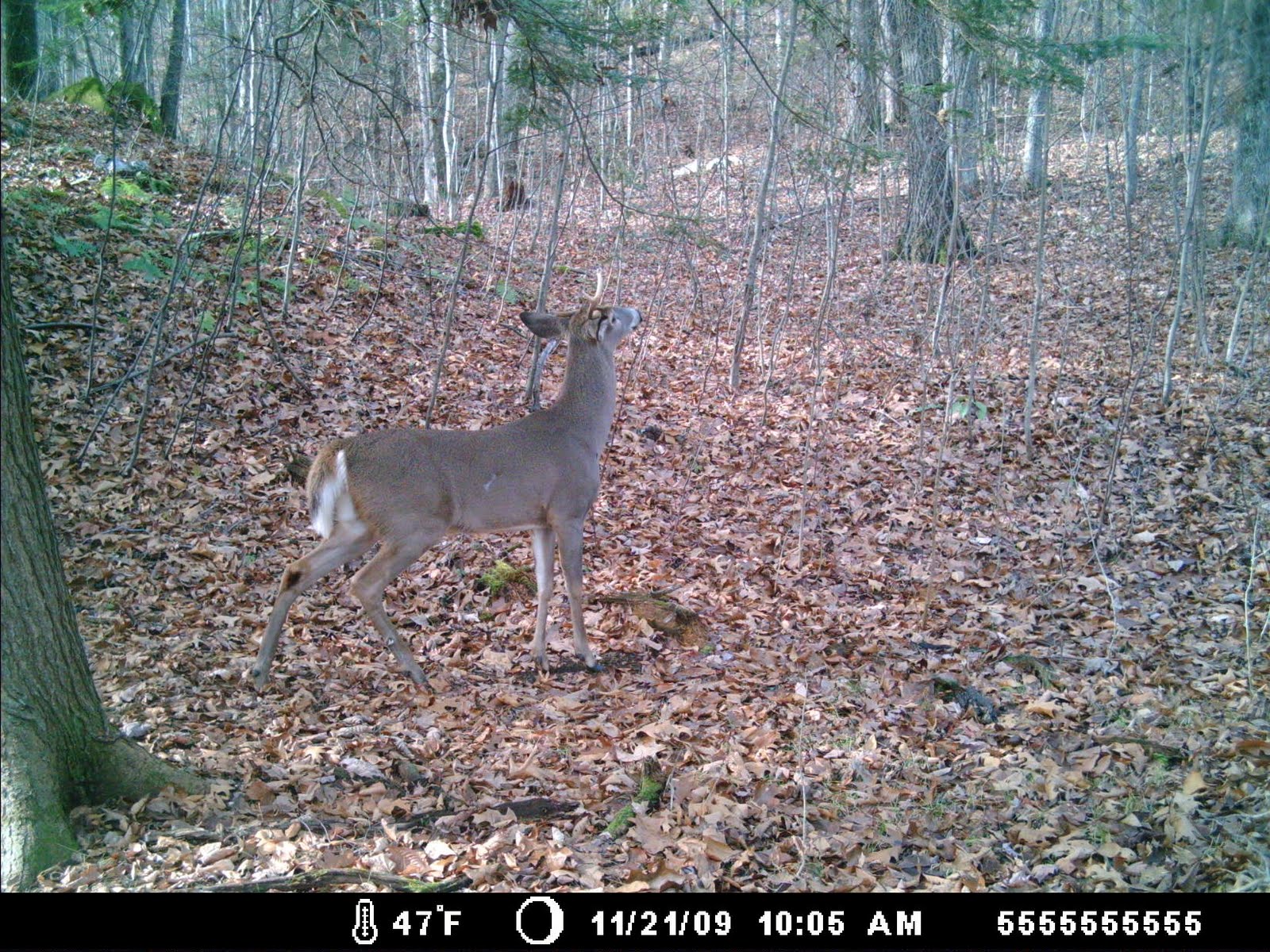 Massachusetts Deer Hunting VT buck & fresh sign