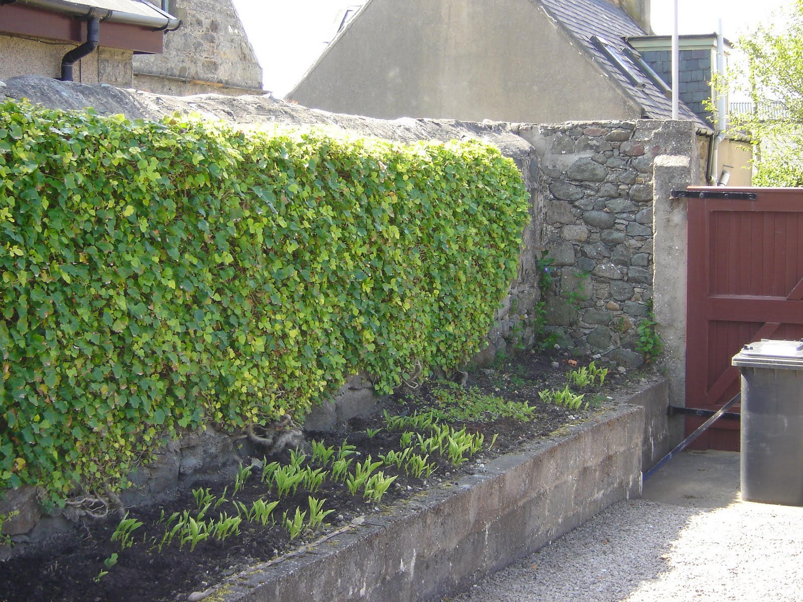 How To Cover A Wall With Ivy at Dawn Rivera blog