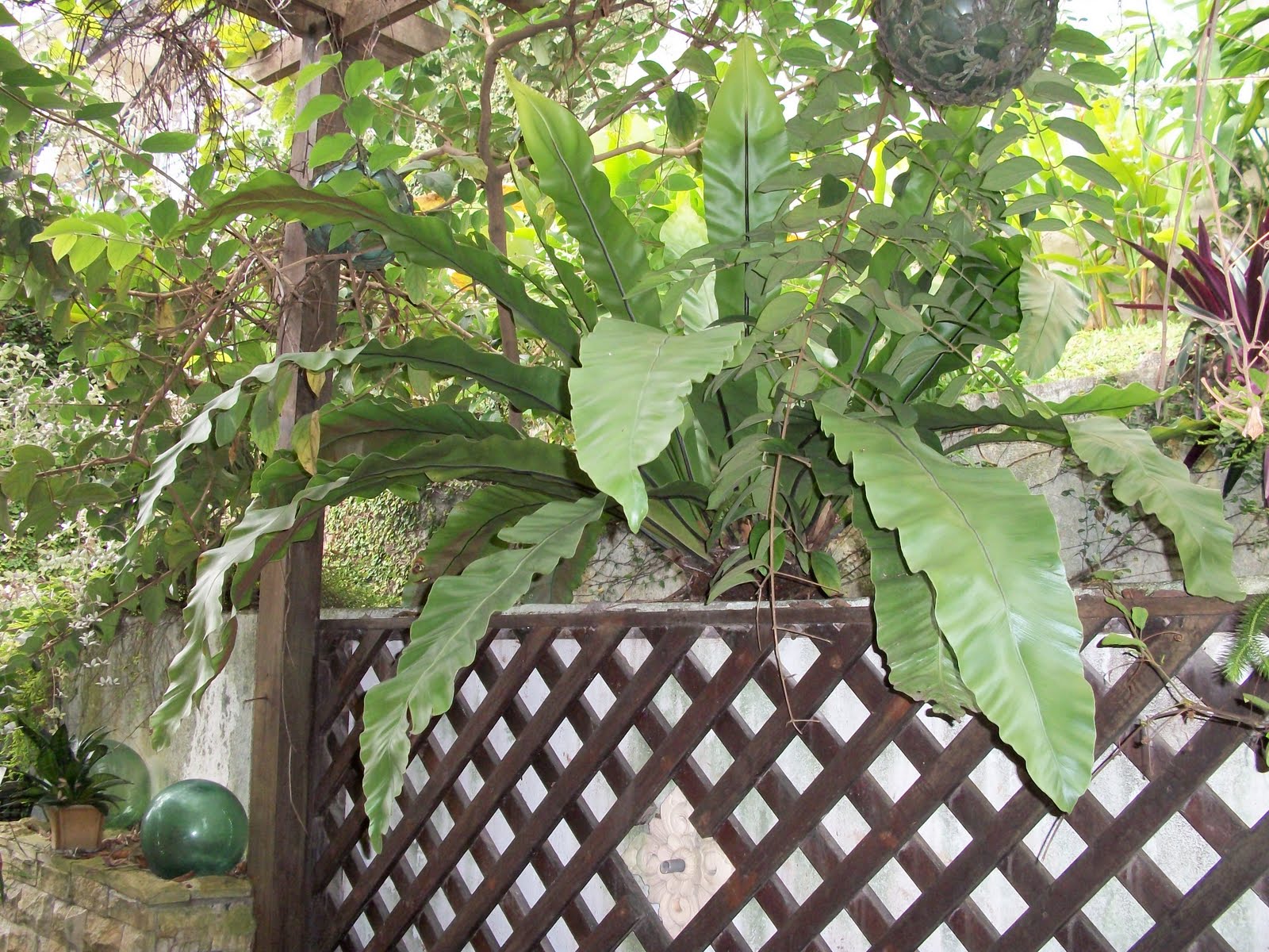 Pokok Hampir Pupus