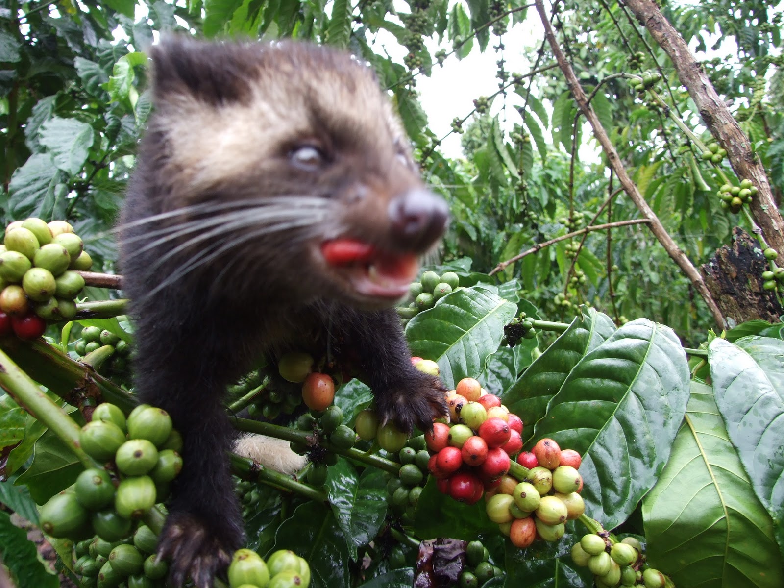 Unggas Musang Pandan Penghasil Kopi Luwak Berkualitas
