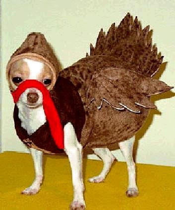[turkeydog.bmp]