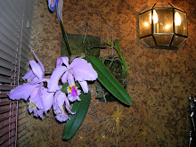 Mi Orquidea Flor de Mayo