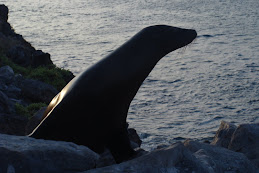 Galápagos