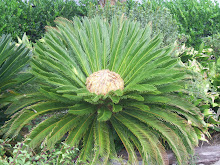 Day of The Triphids(sp??) or is it Rocky Horor Picture Show?