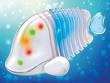 ifish