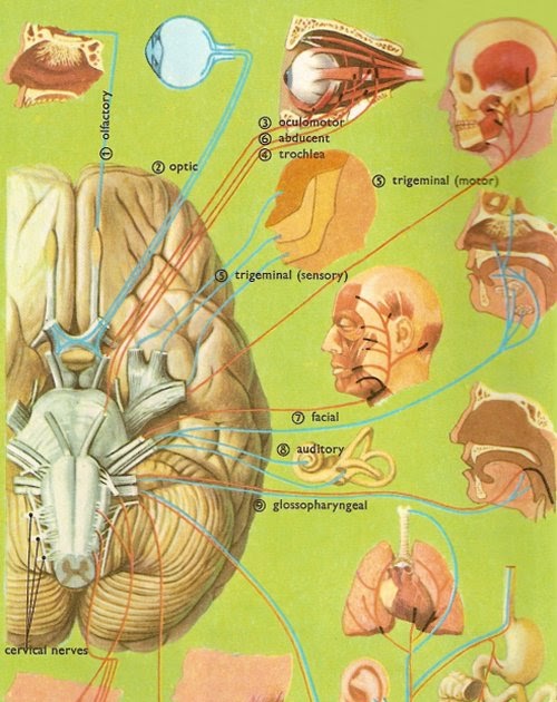 Life as a Medical Student: Cranial Nerves